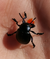 Timarcha goettingensis