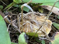 Tricholoma aurantium