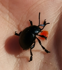 Timarcha goettingensis