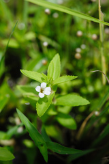 Limnophila aromatica