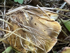 Tricholoma aurantium