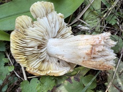 Tricholoma aurantium