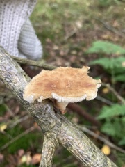 Polyporus tuberaster