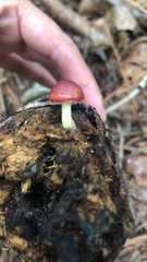 Leratiomyces ceres