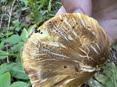 Tricholoma aurantium