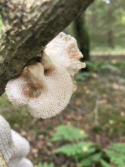 Polyporus tuberaster
