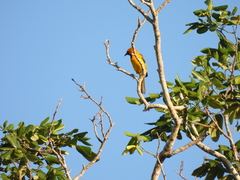 Icterus auratus