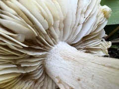 Tricholoma aurantium