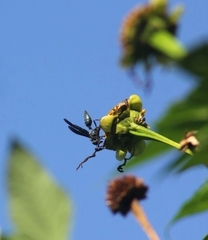 Synoeca ilheensis
