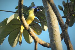 Cyanocorax yncas maya