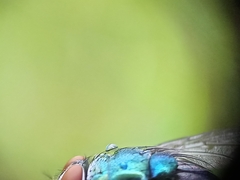 Calyptratae