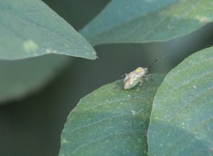 Taedia