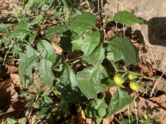 Solanum carolinense