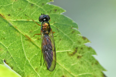 Sargus bipunctatus