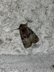 Meropleon ambifusca