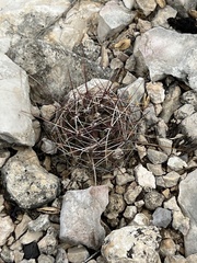 Hamatocactus hamatacanthus hamatacanthus