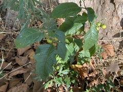 Solanum carolinense