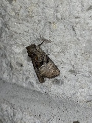 Meropleon ambifusca