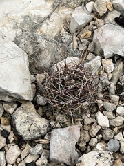 Hamatocactus hamatacanthus hamatacanthus