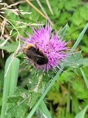 Bombus rupestris