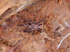 Macropathinae
