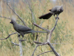 Corythaixoides concolor bechuanae
