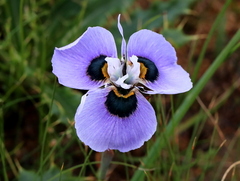 Moraea villosa