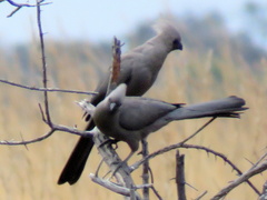 Corythaixoides concolor bechuanae