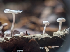 Tetrapyrgos nigripes