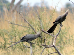Corythaixoides concolor bechuanae
