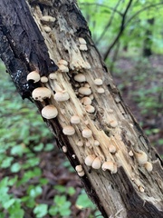 Panellus