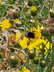 Bombus rupestris