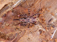 Macropathinae
