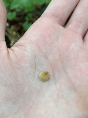 Panellus
