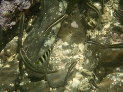 Thalassoma amblycephalus