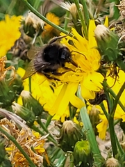 Bombus rupestris
