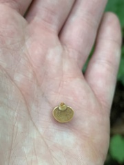 Panellus