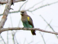 Poicephalus meyeri damarensis