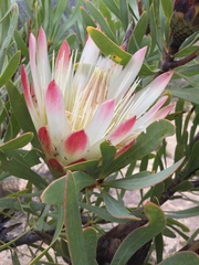 Protea repens