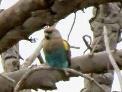 Poicephalus meyeri damarensis