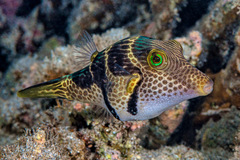 Canthigaster valentini