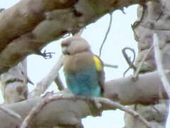Poicephalus meyeri damarensis