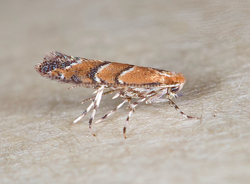 Cameraria lentella