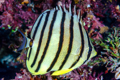 Chaetodon octofasciatus