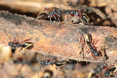 Dolichoderus doriae