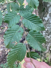 Carpinus betulus