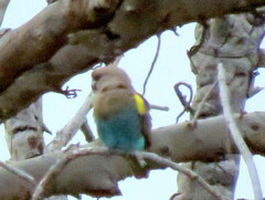 Poicephalus meyeri damarensis