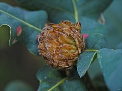 Andricus foecundatrix