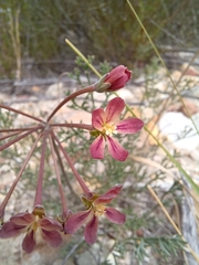 Pelargonium anethifolium