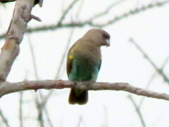 Poicephalus meyeri damarensis